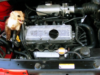 Kuna v autě je pohromou pro motoristy
